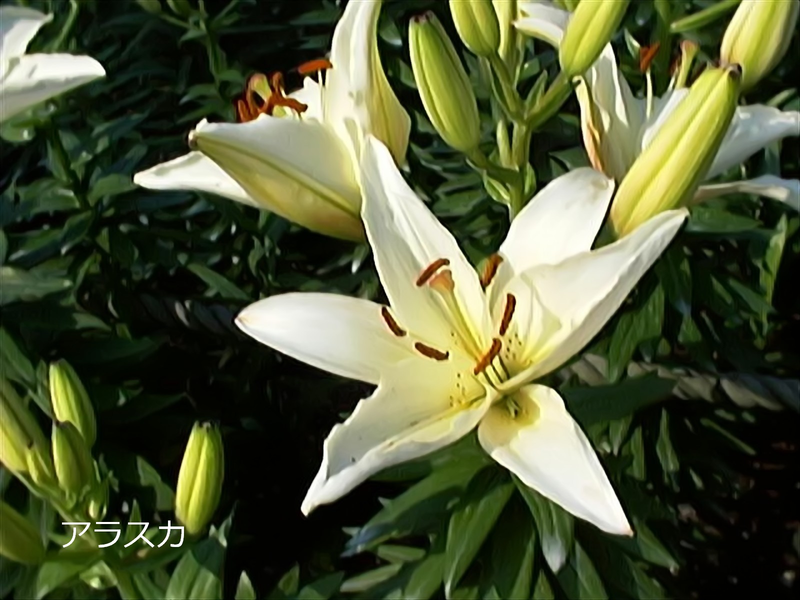 平成緑花 アルナ中 3㎜ 百合の花 白色 飾りプレート - 車内アクセサリー