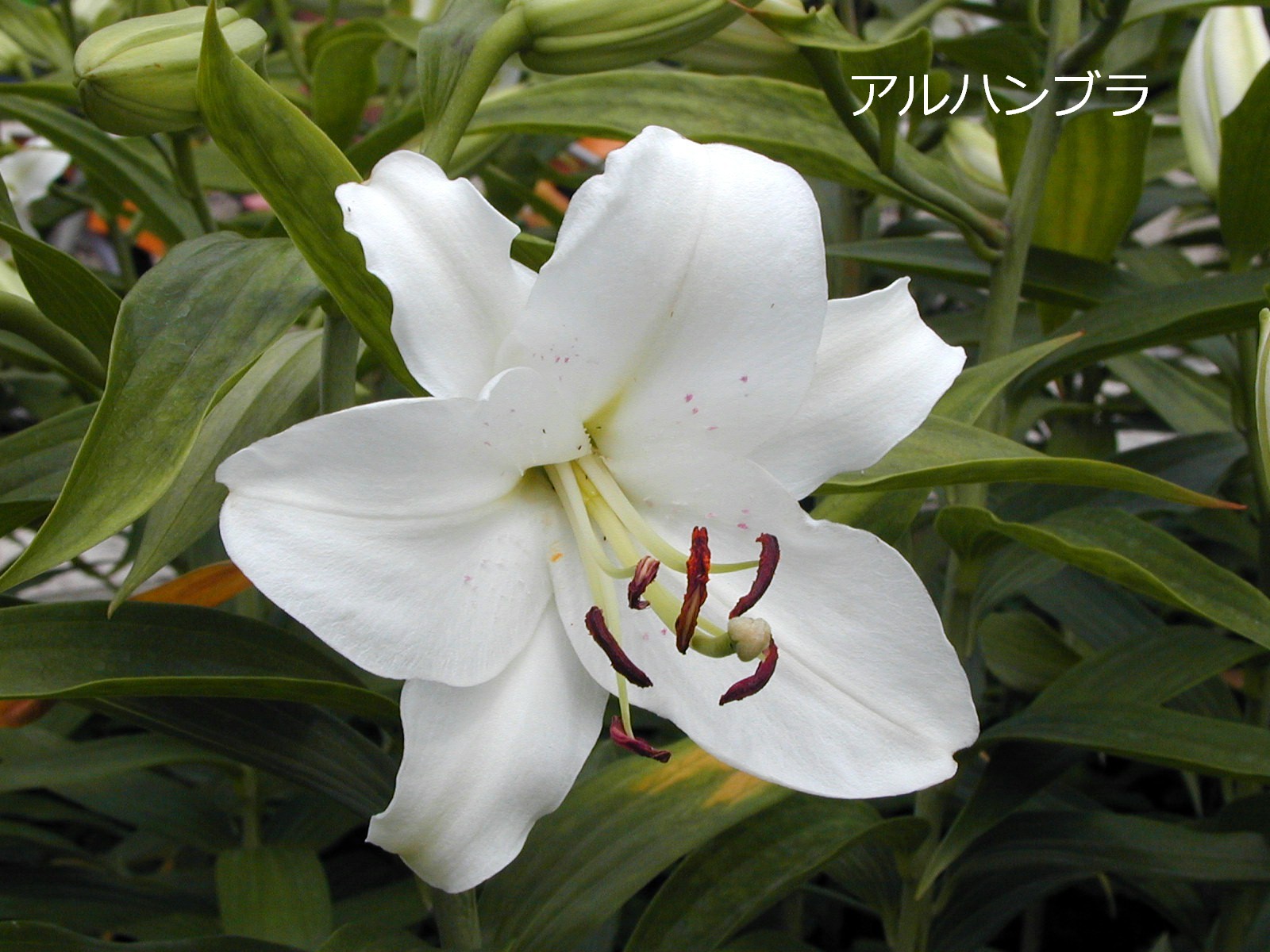 名古屋市の千種公園にある「ユリ園」_lily(list-all)