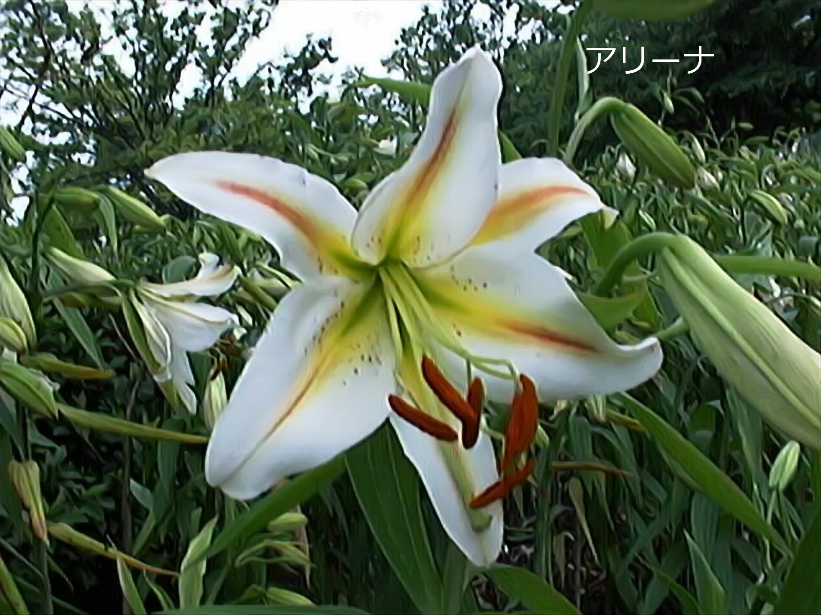 平成緑花　アルナ中　3㎜　百合の花　白色