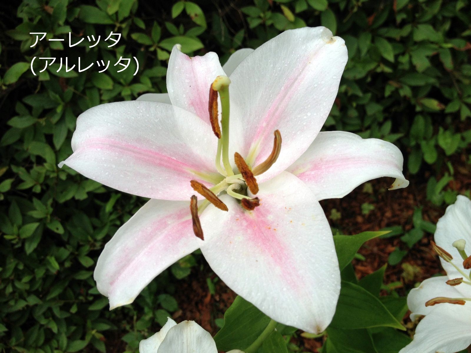 名古屋市の千種公園にある「ユリ園」_lily(list-all)