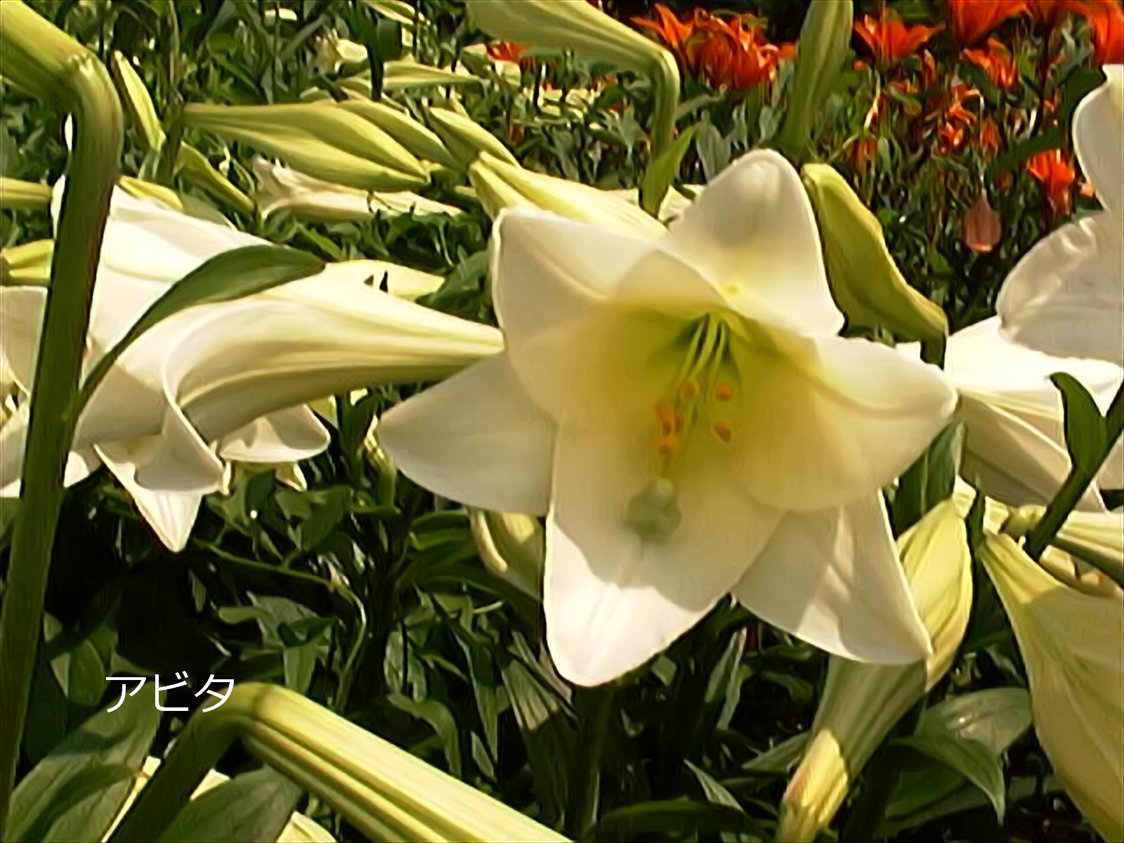 名古屋市の千種公園にある「ユリ園」_lily(list-all)